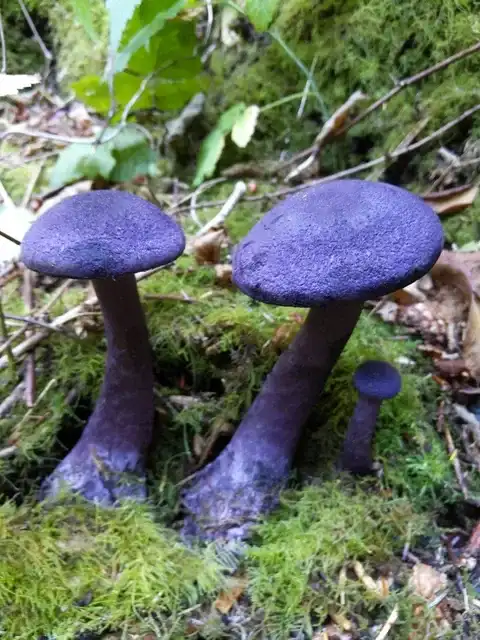 Cortinarius violaceus (Cortinario violeta) — ficha de estudio