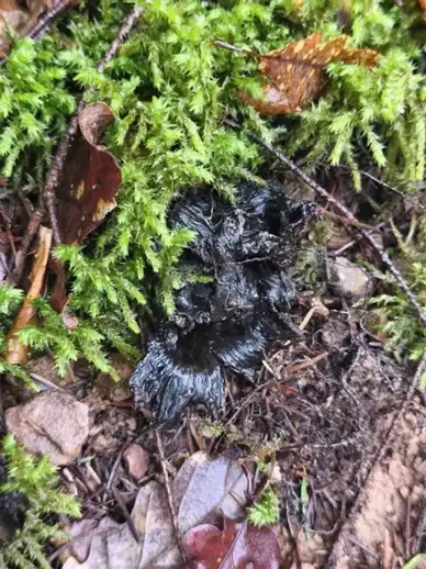 Craterellus cornucopioides (trompeta de la mort) — ficha de estudio