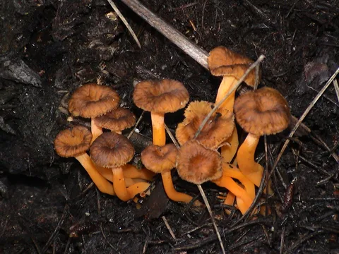 Craterellus lutescens (Angula de monte) — ficha de estudio