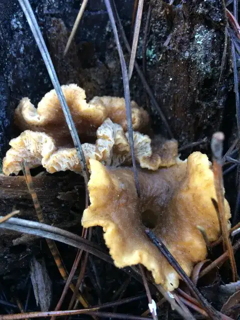 Craterellus tubaeformis (Cantharela de invierno) — ficha de estudio