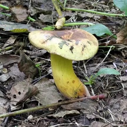Cyanoboletus pulverulentus (Boleto pulverulento) — ficha de estudio