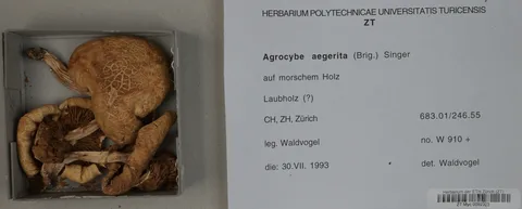 Cyclocybe aegerita (seta de chopo) — ficha de estudio