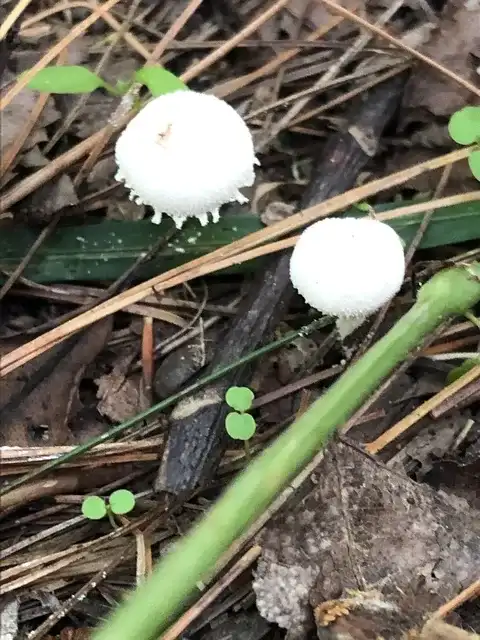 Cystolepiota seminuda — ficha de estudio