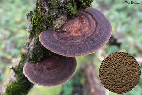 Daedaleopsis confragosa (Pólipo sonrosado) — misma familia de estudio. Solo orientación.