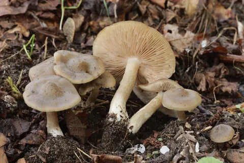 Entoloma clypeatum — foto de estudio (proxy same-origin)