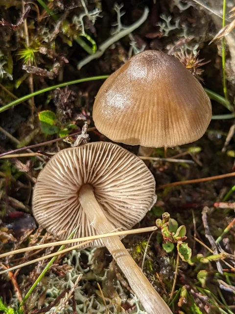 Entoloma conferendum — foto de estudio (proxy same-origin)