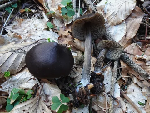 Entoloma hirtipes — foto de estudio (proxy same-origin)