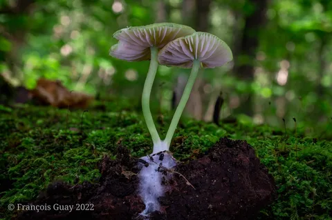 Entoloma incanum — foto de estudio (proxy same-origin)