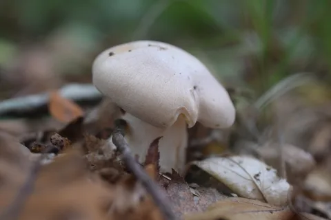 Entoloma lividum — ficha de estudio