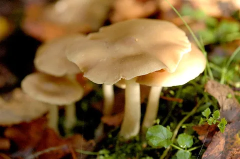 Entoloma rhodopolium — foto de estudio (proxy same-origin)