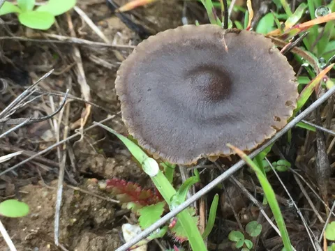 Entoloma sericeum — ficha de estudio