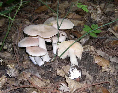 Entoloma sinuatum — foto de estudio (proxy same-origin)