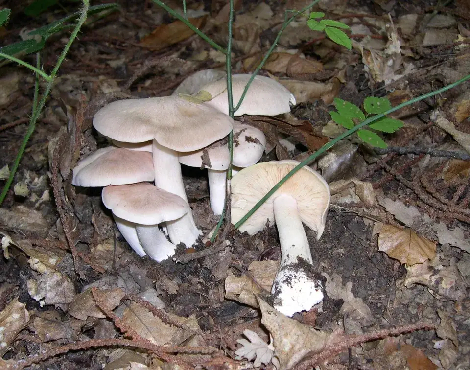 Fotografía de referencia de Entoloma sinuatum para la guía Entoloma sinuatum: confusión educativa con clitocibes