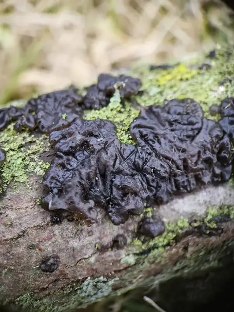 Exidia glandulosa (Exidia glandulosa) — misma familia de estudio. Solo orientación.