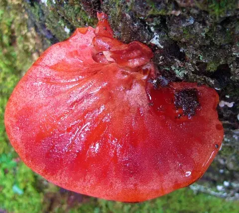 Fistulina hepatica (Lengua de buey) — ficha de estudio