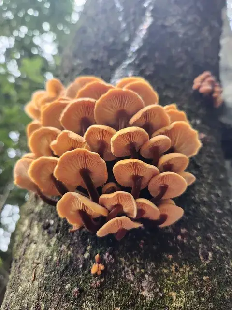 Flammulina velutipes (Cola de faiso) — misma familia de estudio. Solo orientación.