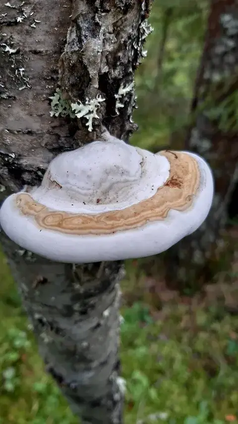 Fomes fomentarius (Yesquero) — misma familia de estudio. Solo orientación.