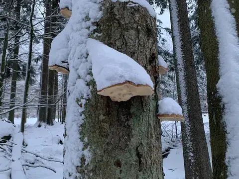 Fomitopsis pinicola (Yesquero del pino) — misma familia de estudio. Solo orientación.
