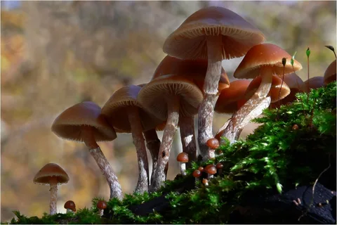 Galerina marginata — foto de estudio (proxy same-origin)