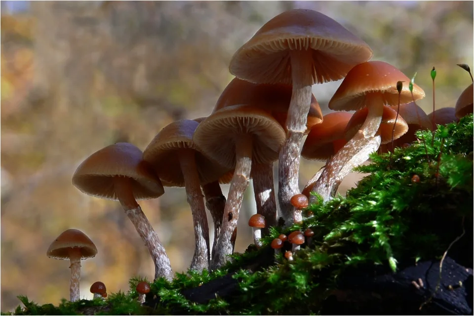 Fotografía de referencia de Galerina marginata para la guía Galerina marginata: la confusión mortal del cultivador aficionado