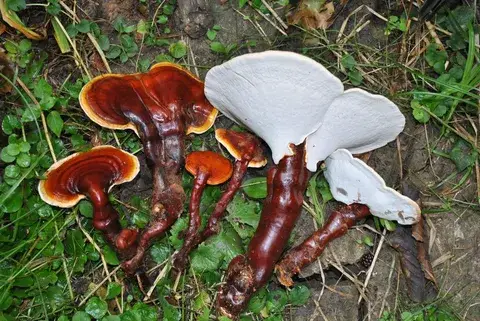 Ganoderma lucidum (Reishi) — misma familia de estudio. Solo orientación.