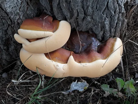 Ganoderma resinaceum (Ganoderma resinoso) — ficha de estudio