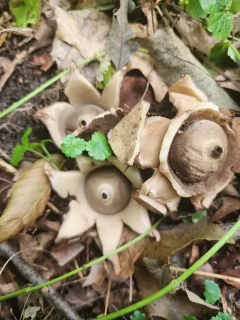 Geastrum triplex (Estrella de tierra collar) — ficha de estudio