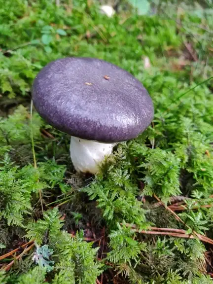 Gomphidius glutinosus (Gomphidio viscoso) — misma familia de estudio. Solo orientación.
