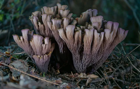 Gomphus clavatus (Pata de perdiz) — ficha de estudio