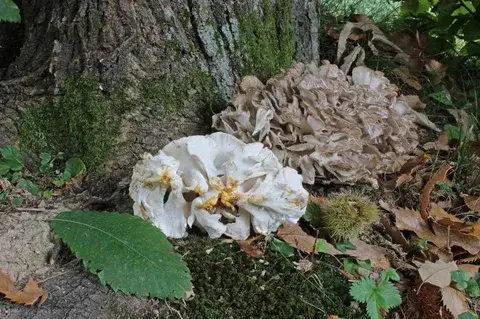 Grifola frondosa (Maitake) — ficha de estudio