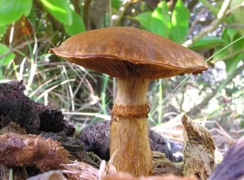 Gymnopilus junonius (Gymnopilus espectacular) — ficha de estudio
