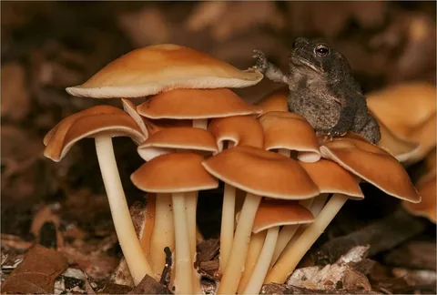 Gymnopus dryophilus (Colibia del roble) — ficha de estudio