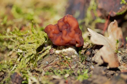 Gyromitra esculenta — foto de estudio (proxy same-origin)