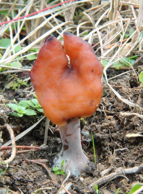 Gyromitra infula — foto de estudio (proxy same-origin)
