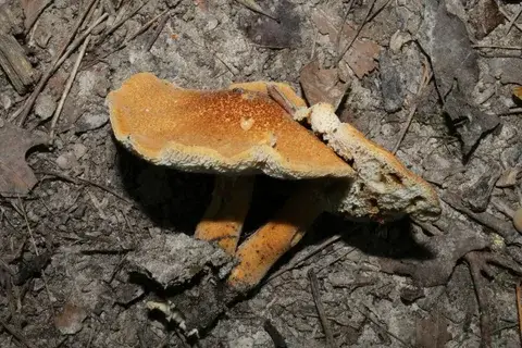 Gyroporus castaneus (Boleto castaño) — ficha de estudio