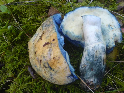 Gyroporus cyanescens (Boleto azulante) — misma familia de estudio. Solo orientación.