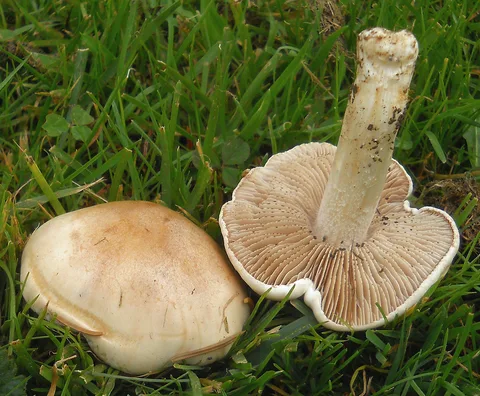 Hebeloma crustuliniforme — foto de estudio (proxy same-origin)
