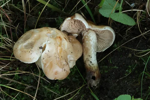 Hebeloma laterinum — foto de estudio (proxy same-origin)
