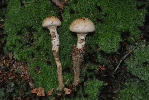 Hebeloma radicosum — foto de estudio (proxy same-origin)