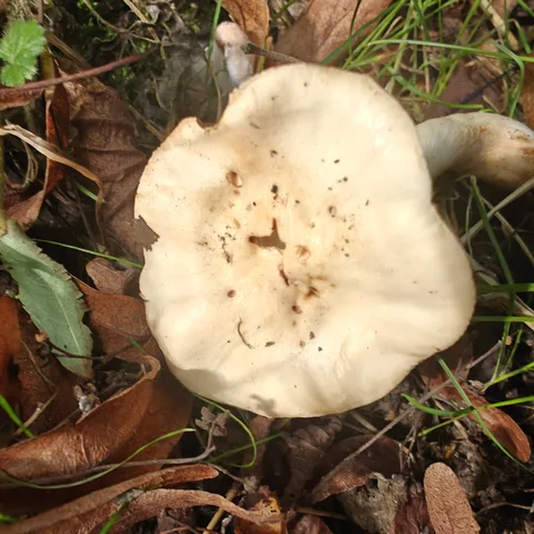Hebeloma sacchariolens — foto de estudio (proxy same-origin)