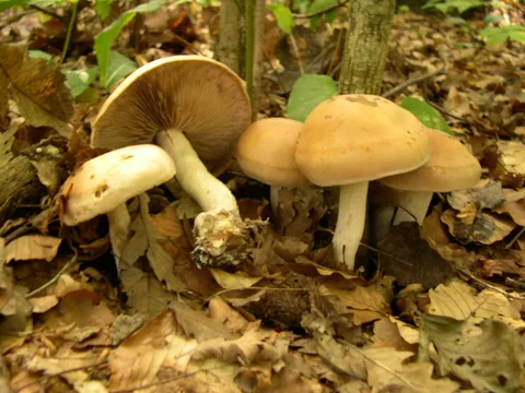Hebeloma sinapizans — foto de estudio (proxy same-origin)