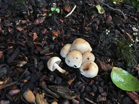 Hebeloma theobrominum — ficha de estudio