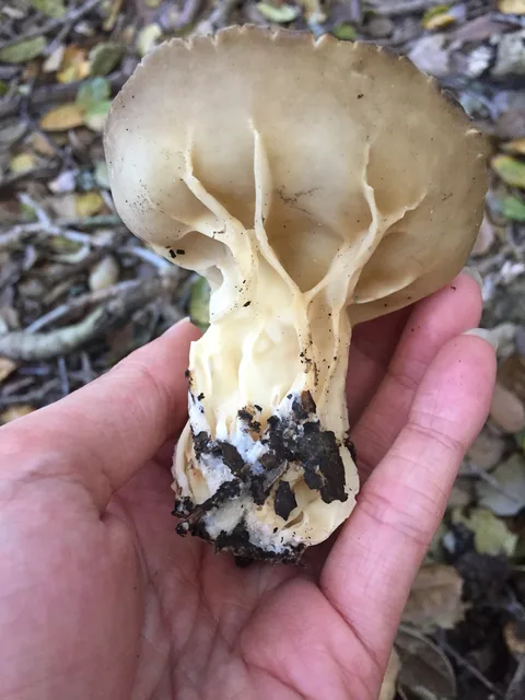 Helvella acetabulum (Helvela copa) — ficha de estudio