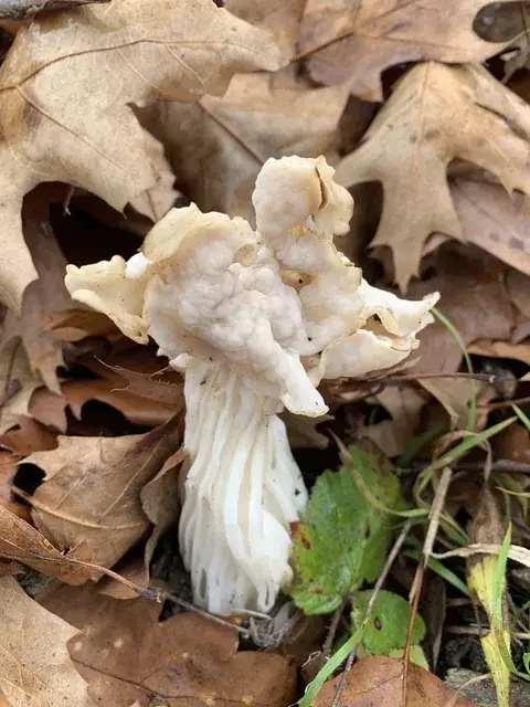 Helvella crispa (Oreja de gato) — misma familia de estudio. Solo orientación.
