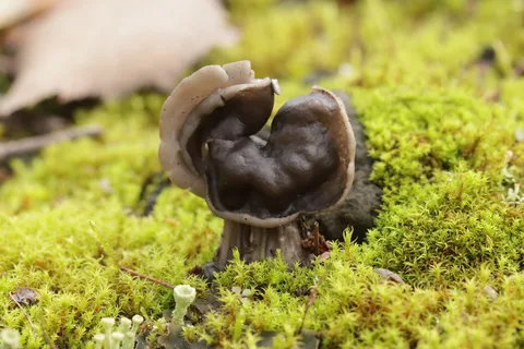 Helvella lacunosa (Helvela negra) — misma familia de estudio. Solo orientación.