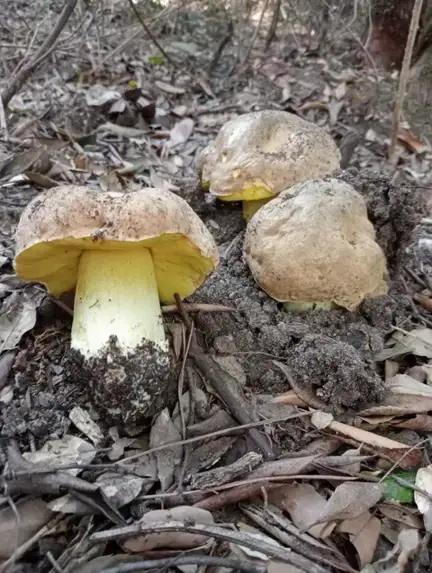 Hemileccinum impolitum — ficha de estudio