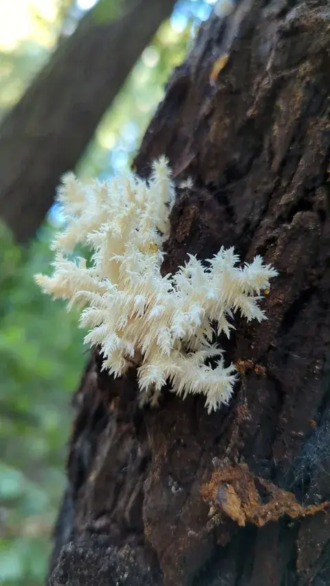 Hericium coralloides (Coral blanco) — ficha de estudio