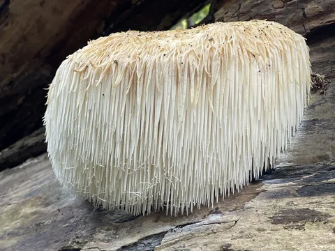 Hericium erinaceus (Barba de león) — misma familia de estudio. Solo orientación.