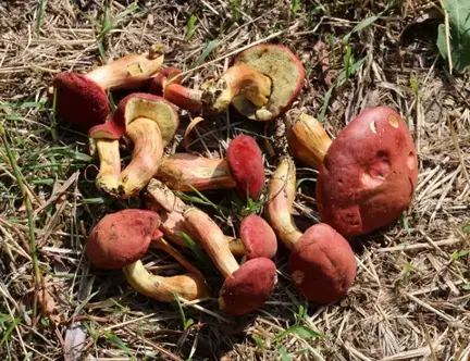 Hortiboletus rubellus (Boleto rojo de jardín) — ficha de estudio