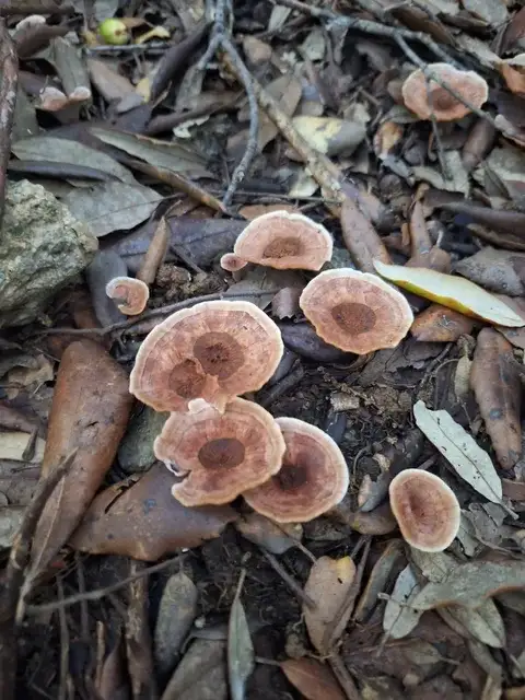 Hydnellum concrescens — ficha de estudio